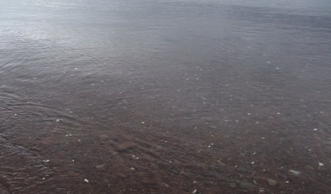 At $50/barrel oil OPEC countries go on a cat food diet. Why no whining this time&nbsp;around?