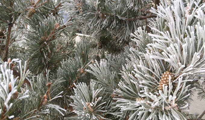 Cheap Energy for the Holidays: Saudi Arabia handing out Christmas&nbsp;presents?