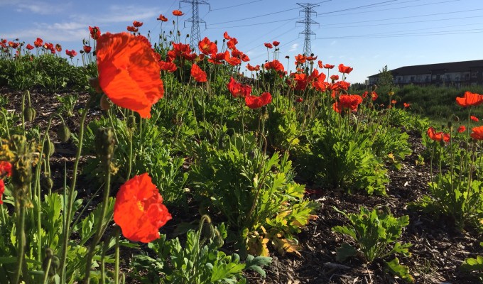 Saudi Arabia tries to lessen reliance on oil, as long as the Ferraris don’t have to&nbsp;go