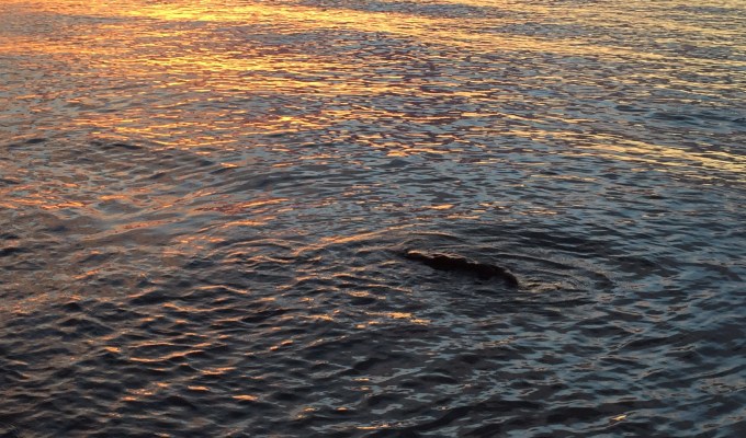 Media manipulation: can’t stop it, but that doesn’t mean you have to fall for&nbsp;it