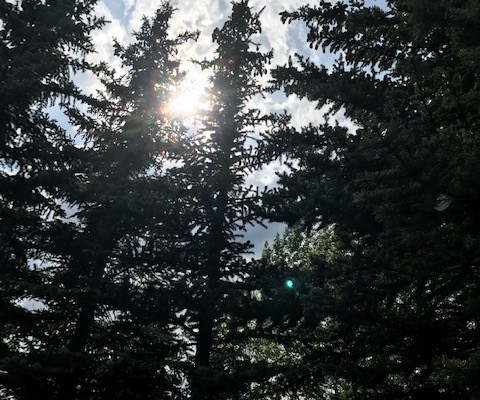 Philippines tree planting program – a global model for climate progress, even if shovels serve double-duty knocking false environmentalists out of the&nbsp;way