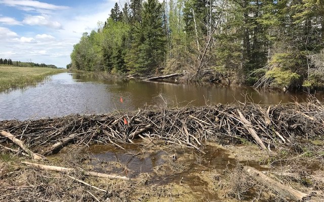 True environmentalists want to save the earth, fake ones want to slay an&nbsp;enemy